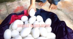 Warga di bantaran Bengawan solo Lamongan  di gegerkan penemuan 27 butir telur