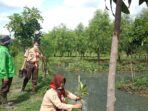 Ranting  Kwarran Cilincing Jakarta Utara Tanam Ratusan Pohon Mangrove