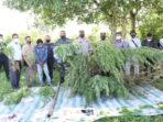 Kebun Ganja di perladangan Talin Gugung Desa seberaya Kecamatan Tiga panah