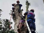 Petugas Damkar Lakukan Penyelamatan Pria yang  Pingsan di Atas Pohon