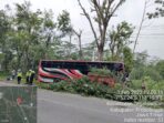 Bus Borobudur Tabrak Pohon DiJalan Kecamatan Tegalsiwalan