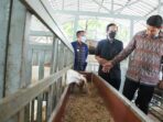 Ini Peternakan Cerdas di Perkotaan Menurut Wali Kota Kediri