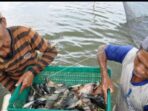 Dinas Perikanan Kabupaten Pasuruan Bakal Bangun Kampung Ikan Di Kecamatan Winongan