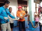 Petugas Damkar di Tuban Tangkap Dua Ular Piton