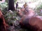 Dugaan Illegal Logging Ditemukan di Hutan Perhutani Desa Tawangrejo Kabupaten Madiun