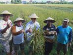 Diwaduli Harga Gabah Turun Saat Panen Raya, BHS Dorong Pemerintah Prioritaskan Anggaran Pertanian