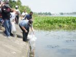 Restocking Ikan di Sungai Brantas Upaya Jaga Ekosistem Mas Dhito Tebar 50000 Benih Ikan