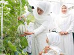 Gubernur Khofifah Ajak Cucu Tanam Dan Panen Golden Melon di Green House Masjid Al Akbar Usai Sholat Iedul Adha