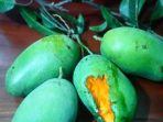 Mangga Harum Manis Buah Khas Probolinggo, Bagaimana Ciri Cirinya