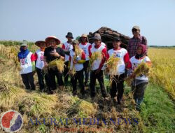 Hadiri Panen Raya di Tawanganom, Sujatno Ungkap Perda Perlidungan Petani Belum Diperbupkan