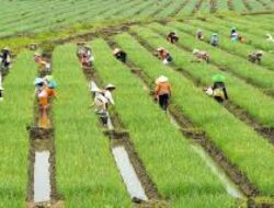 Situasi Kian Mencekam, Negara Asia Terancam Krisis Pangan Parah