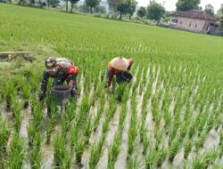 Dukung Petani Demi Swasembada Pangan, Babinsa Turun Sawah