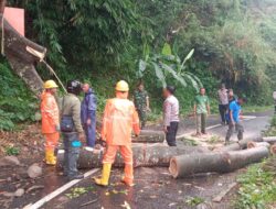 Pohon Sengon Blokade Jalan Ngebel, TNI-Polri Langsung Bertindak