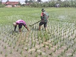 Kodim Ponorogo Peduli Petani, Babinsa Sigap Basmi Gulma