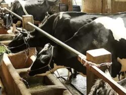 Tiga Kecamatan Jadi Andalan Pasuruan Jaga Produksi Susu Sapi