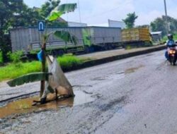 Setelah Sering Ditanami Pisang, Jalan  Lingkar Selatan Tuban Akhirnya Dianggarkan Rp4 Miliar untuk Perbaikan