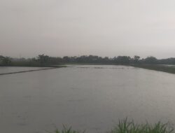 Enam Hari Terendam, Petani Semangka Jombang di Ujung Tanduk Gagal Panen