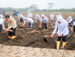 Gubernur Khofifah Dampingi Wapres Gibran Tanam dan Panen Tebu di Banyuwangi