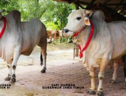 Presiden Prabowo Bersama Gubernur Khofifah dan Wagub Emil Kurbangkan Sapi PO di Masjid Al Akbar Surabaya