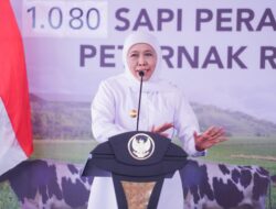 Sebanyak 1.080 Ekor Sapi Perah, Gubernur Khofifah Optimistis Tingkatkan Produksi Susu dan Dorong Pemerataan Ekonomi