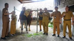 Walikota Probolinggo Serahkan Hewan Kurban Presiden Prabowo Di Masjid Jami’ Wonoasih Dengan Berat Hampir 1 Ton.